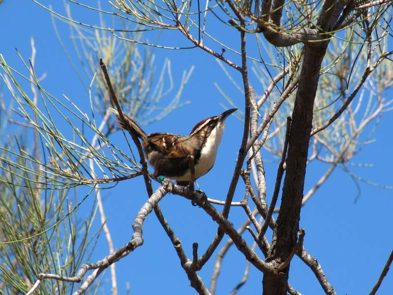 A chestnut-crowned babbler. (Credit: Jodie Crane)